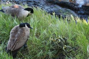 Goose parents and Goslings